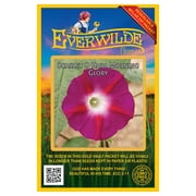 Everwilde Farms - 50 Scarlet O Hara Morning Glory Garden Flower Seeds - Gold Vault Jumbo Bulk Seed Packet