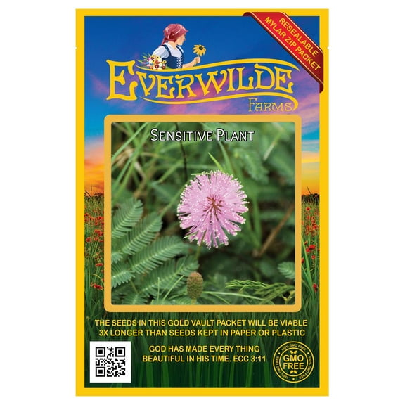 Everwilde Farms 50 Sensitive Plant Schrankia uncinata Flower Seeds, Resealable Mylar Packaging