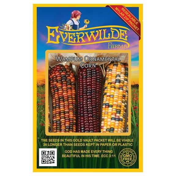 Everwilde Farms - 50 Wampum Ornamental Corn Seeds - Gold Vault Jumbo Bulk Seed Packet
