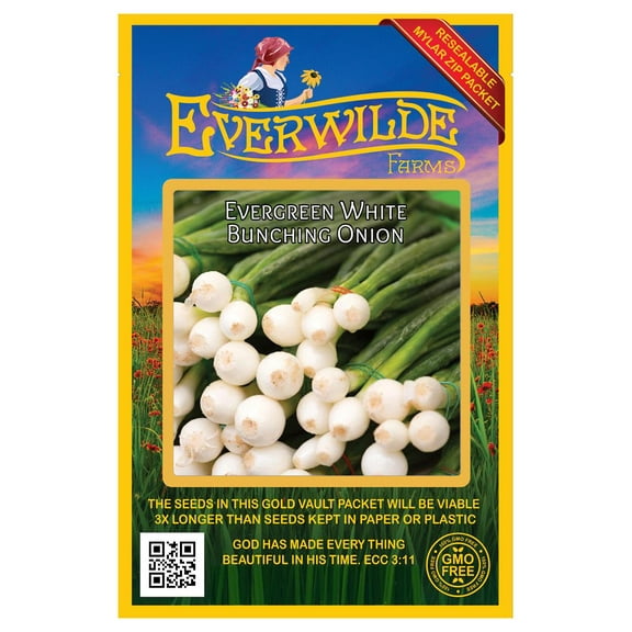 Everwilde Farms - 500 Evergreen White Bunching Onion Seeds - Gold Vault Jumbo Bulk Seed Packet