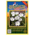 thumbnail image 1 of Everwilde Farms - 500 Five Spot Native Wildflower Seeds - Gold Vault Jumbo Bulk Seed Packet, 1 of 5
