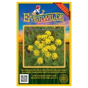 Everwilde Farms - 500 Golden Alexanders Native Wildflower Seeds - Gold Vault Jumbo Bulk Seed Packet