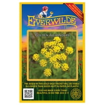 Everwilde Farms - 500 Golden Alexanders Native Wildflower Seeds - Gold Vault Jumbo Bulk Seed Packet
