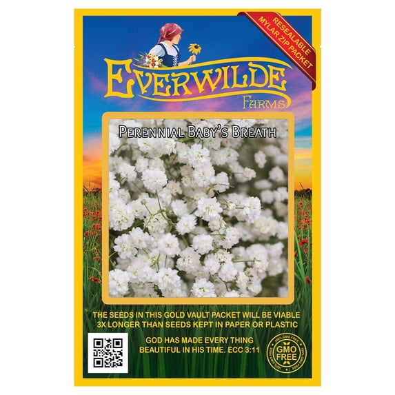 Everwilde Farms - 500 Perennial Babys Breath Garden Flower Seeds - Gold Vault Jumbo Bulk Seed Packet