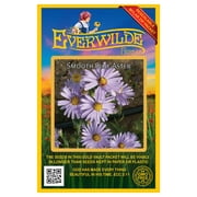 Everwilde Farms - 500 Smooth Blue Aster Native Wildflower Seeds - Gold Vault Jumbo Bulk Seed Packet