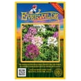 thumbnail image 1 of Everwilde Farms - 500 Spider Plant Garden Flower Seeds - Gold Vault Jumbo Bulk Seed Packet, 1 of 5