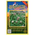 thumbnail image 1 of Everwilde Farms - 500 Strawberry Palestine Clover Garden Flower Seeds - Gold Vault Jumbo Bulk Seed Packet, 1 of 4