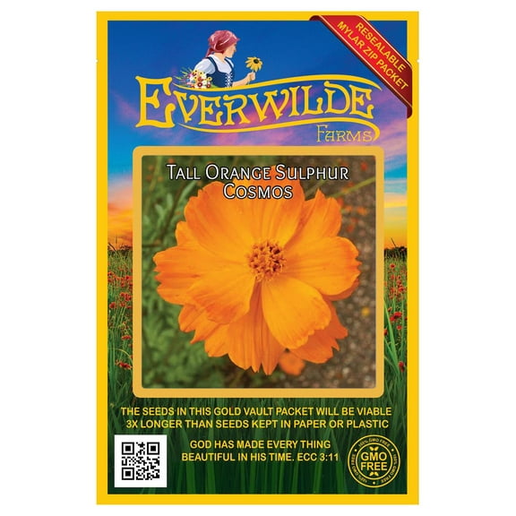 Everwilde Farms - 500 Tall Orange Suphur Cosmos Garden Flower Seeds - Gold Vault Jumbo Bulk Seed Packet
