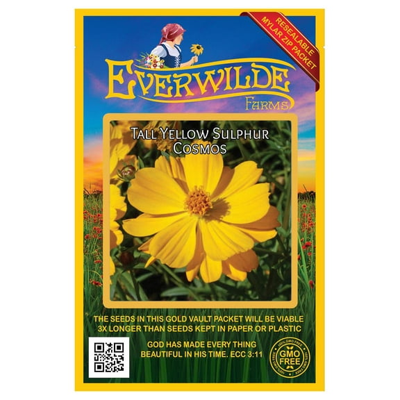Everwilde Farms - 500 Tall Yellow Sulphur Cosmos Garden Flower Seeds - Gold Vault Jumbo Bulk Seed Packet