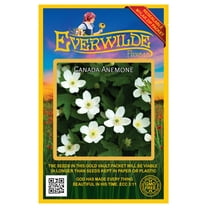 Everwilde Farms - 75 Canada Anemone Native Wildflower Seeds - Gold Vault Seed Packet