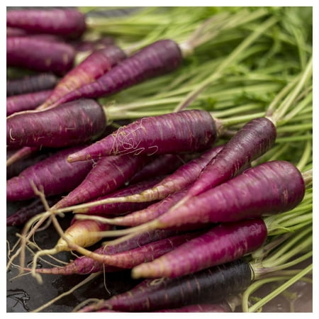 Everwilde Farms Cosmic Purple Carrot Seeds, Open Pollinated Heirloom