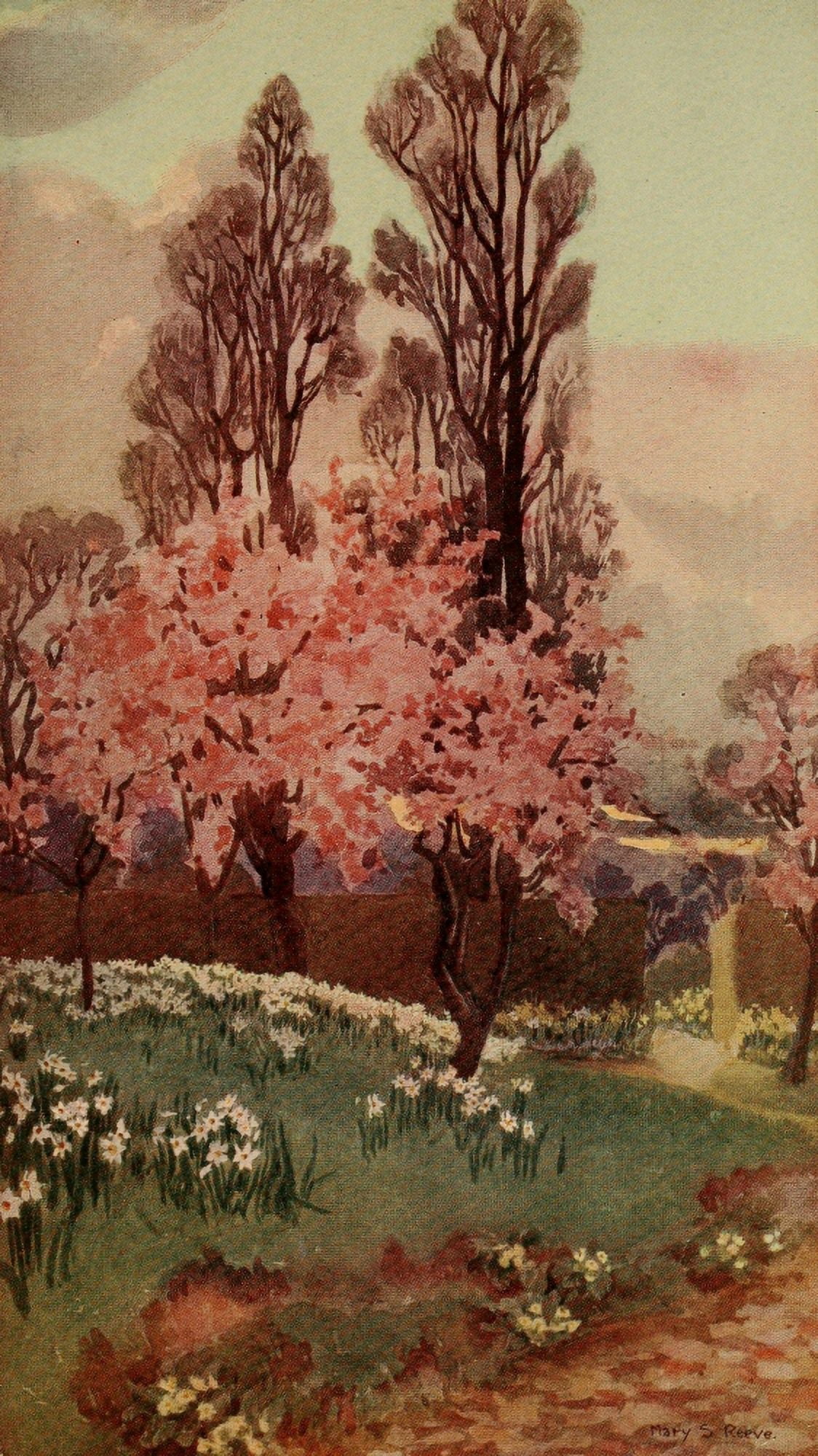Every Womans Flower Garden 1915 Daffodils Canvas Art - Mary S Reeve (24 x 36)