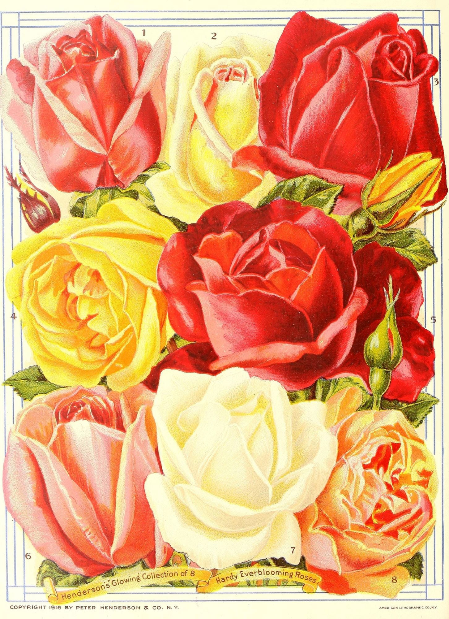 Everything for the Garden 1916 Roses Canvas Art - Unknown (24 x 36)