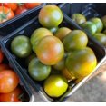 thumbnail image 1 of Evil Olive Green Grape Tomato Premium Seed Packet, 1 of 1