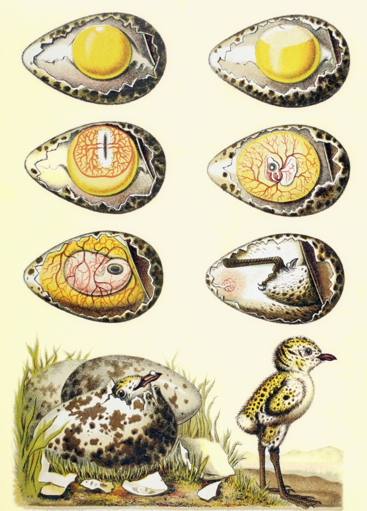 Evolution Of A Chicken Within An Egg And A Chicken Recently Emerged From The Egg From El Mundo Ilustrado Published Barcelona 1880 Canvas Art - Ken Welsh Design Pics (12 x 17)