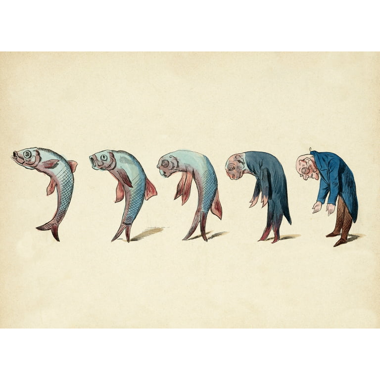 Evolution of Fish into Old Man, 1870s Poster Print by Science