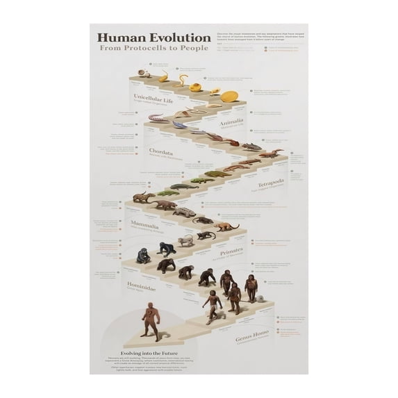 Evolution of Man Chart Human Ancestry Timeline Poster Science ...