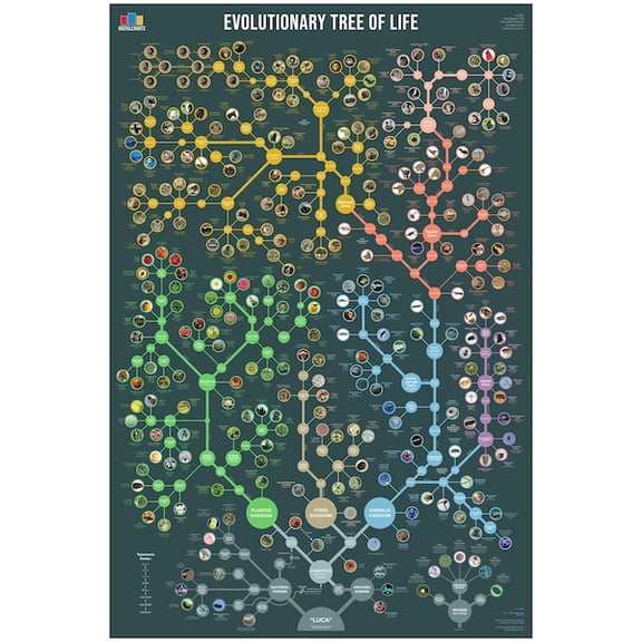 Evolutionary Tree of Life Poster, Unframed Paper Poster 8x10in