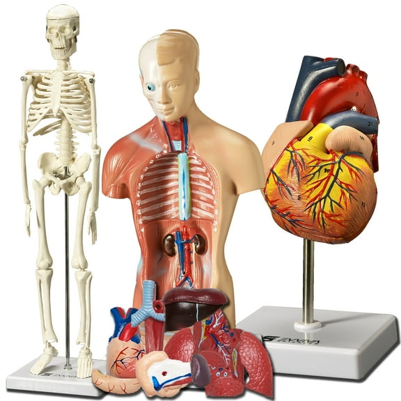 Evviva Sciences Human Heart, Torso and Skeleton Models - Best Set of 3 Hands-On 3D Model Study Tools for Anatomy and Physiology Students - with Anatomical Guide by Physicians - Learning Kit