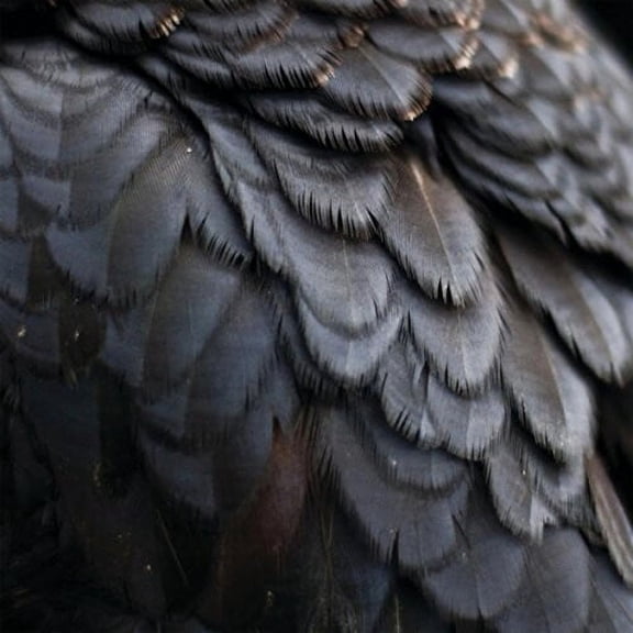 Ex People - Bird - Music & Performance - CD