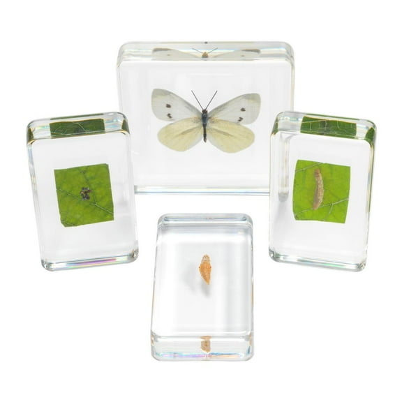 Excellerations Acrylic Butterfly Life Cycle Specimens ? Set of 4