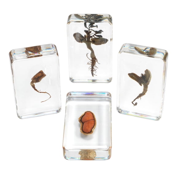 Excellerations Acrylic Peanut Life Cycle Specimens ? Set of 4