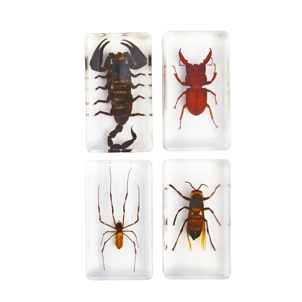 Excellerations? Acrylic Scary Bug Specimens - Set of 4 - Walmart.com