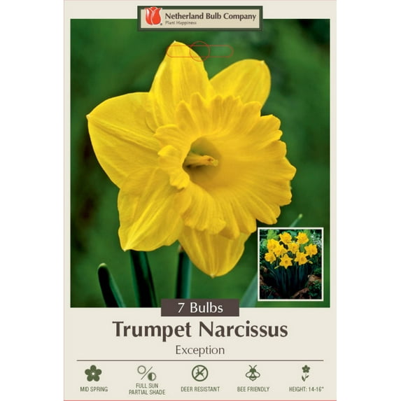 Exception Trumpet Daffodil/Narcissus 7 Bulbs -14/16cm Bulbs