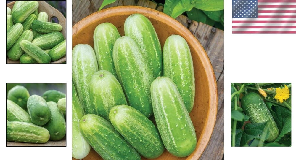 Exclusive 'Picklebush' Cucumber Seeds - Compact Vines, High Yield - 50 ...