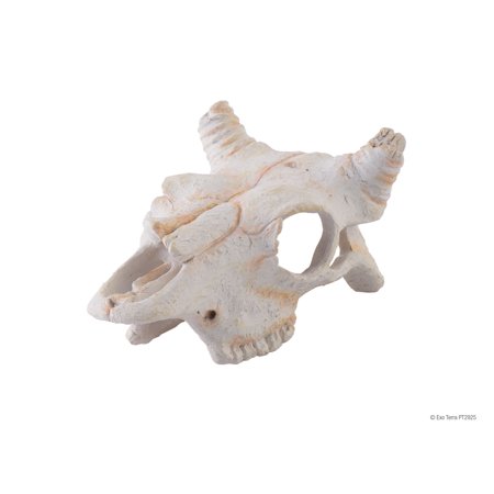 Exo Terra Buffalo Skull (Small)