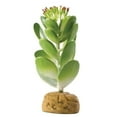 thumbnail image 1 of Exo-Terra Desert Jade Cactus Terrarium Plant, 1 of 2