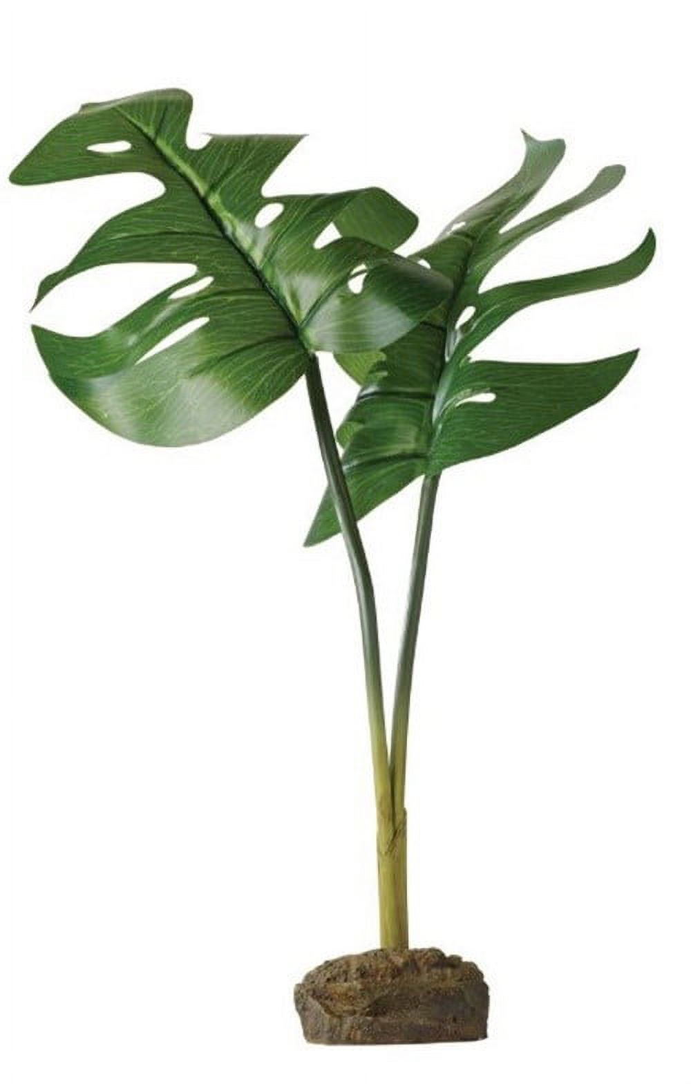 Exo Terra Phyllo Plant - image 1 of 2