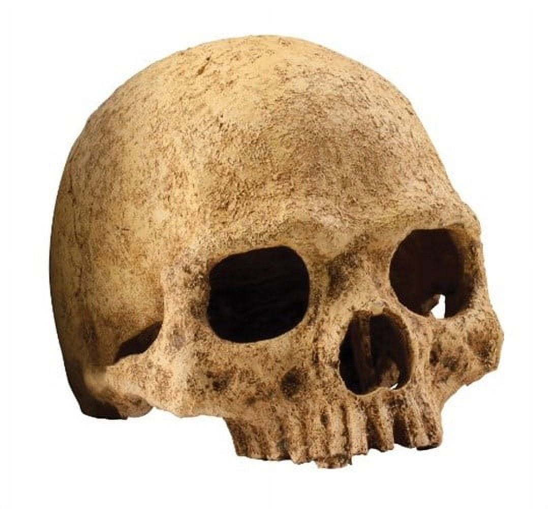 Exo Terra Primate Skull Reptile Terrarium & Aquarium Decoration