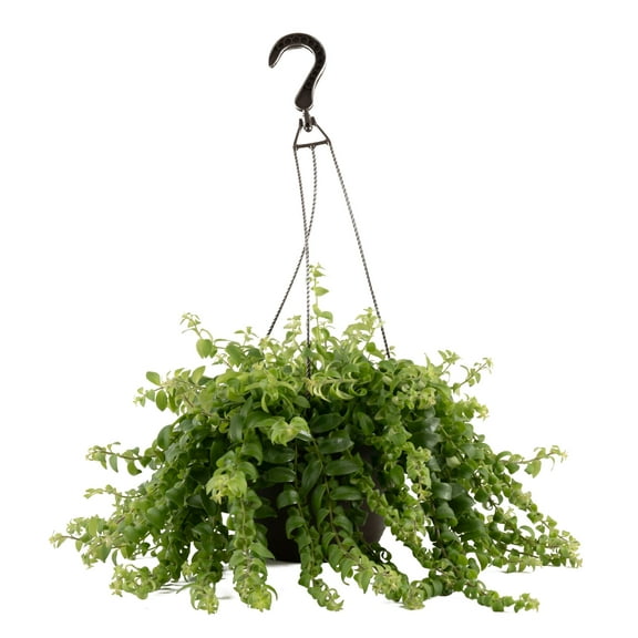 Exotic Angel by Costa Farms 16" Assorted Foliage House Plant in 8" Hanging Basket