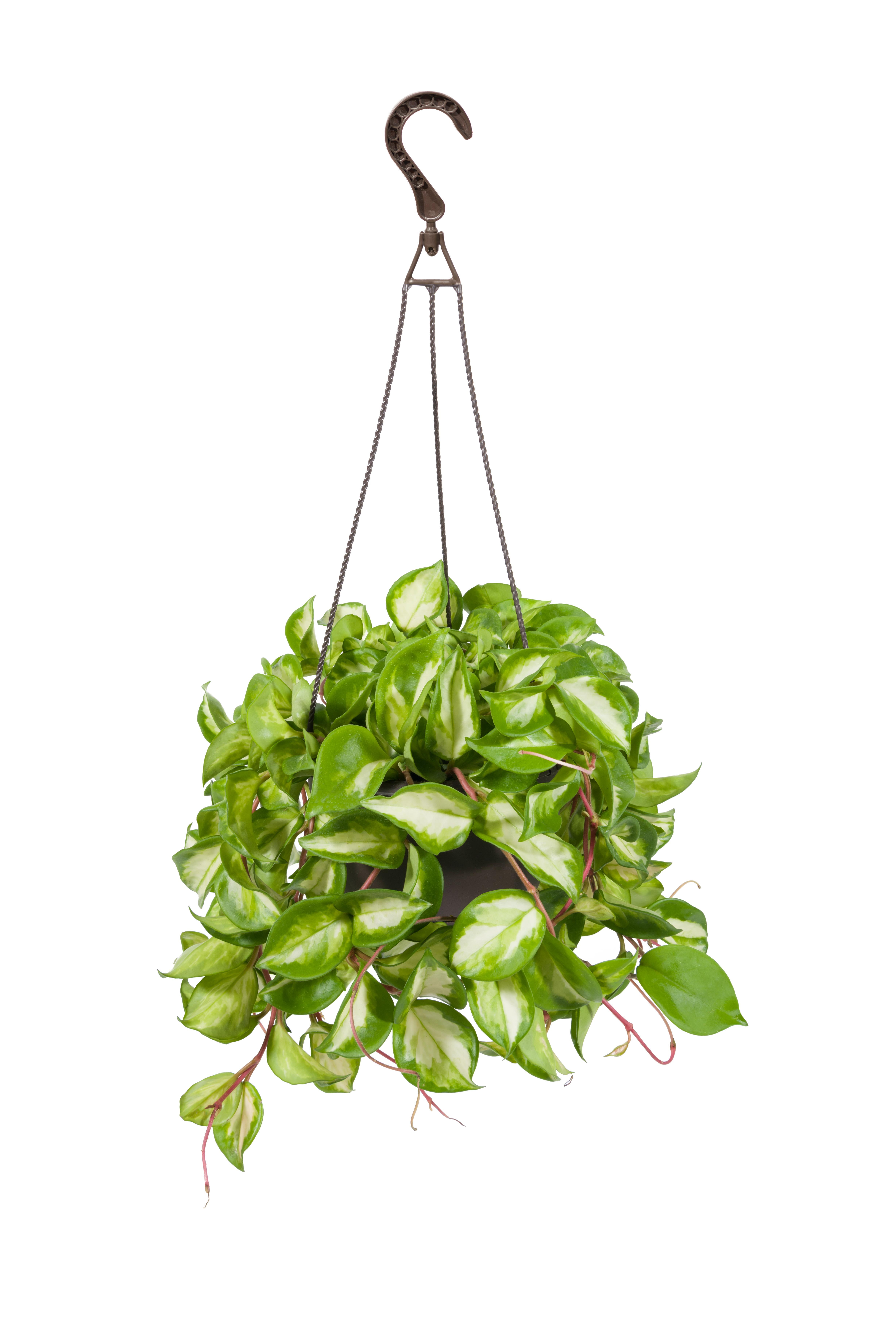 Exotic Angel Plant Live Indoor Plant Foliage Assorted MulitColor in