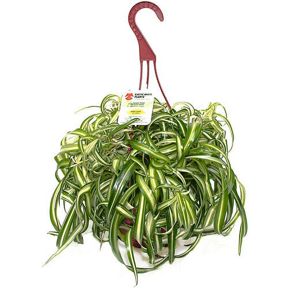 Exotic Angel Plants 6.6 Hanging Basket B - image 1 of 1