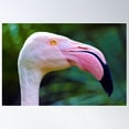 thumbnail image 1 of Exotic Birds - A Pink Flamingo - Photographic Print Poster Wall Art, Modern Wall Decor For Living Room Bedroom, 24x36 UNFRAMED, 1 of 3