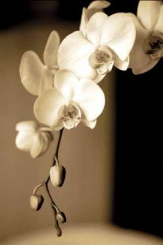 Exotic Blooms Canvas Art - Cinzia Ryan (12 x 18)