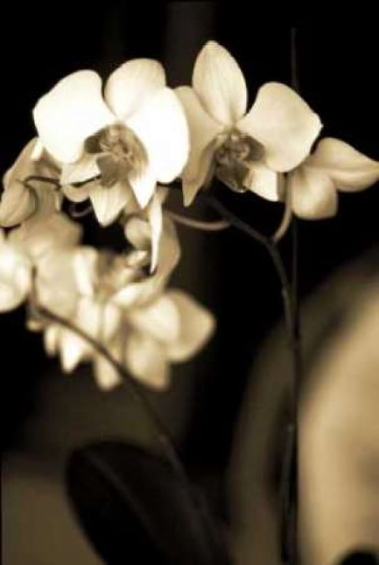 Exotic Blooms Canvas Art - Cinzia Ryan (12 x 18)