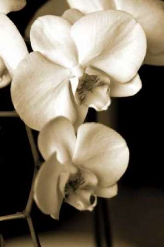 Exotic Blooms Canvas Art - Cinzia Ryan (24 x 36)