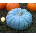 thumbnail image 1 of Exotic Blue Pumpkin Seeds | 20 Pack | Blue Jarrahdale Pumpkin Seeds-Annual seeds-Full Sunlight/Partial., 1 of 3