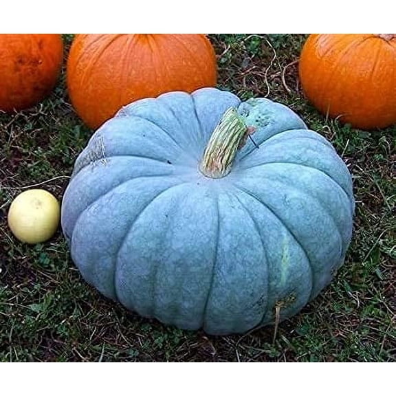 Exotic Blue Pumpkin Seeds | 40 Seeds Packet | Blue Jarrahdale Pumpkin Seeds