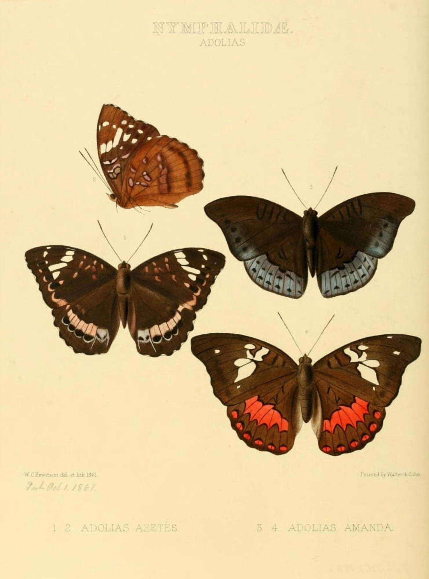 Exotic Butterflies 1866 Adolias 1 Canvas Art - W Chapman Hewitson (18 x 24)