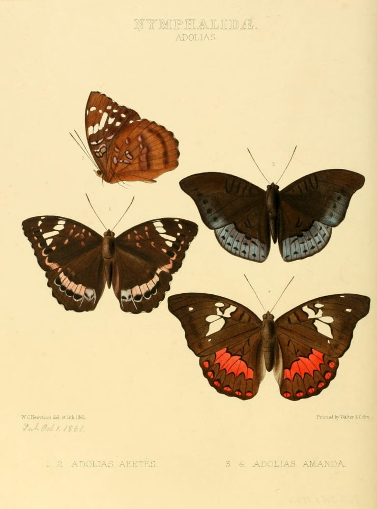 Exotic Butterflies 1866 Adolias 1 Canvas Art - W Chapman Hewitson (24 x 36)