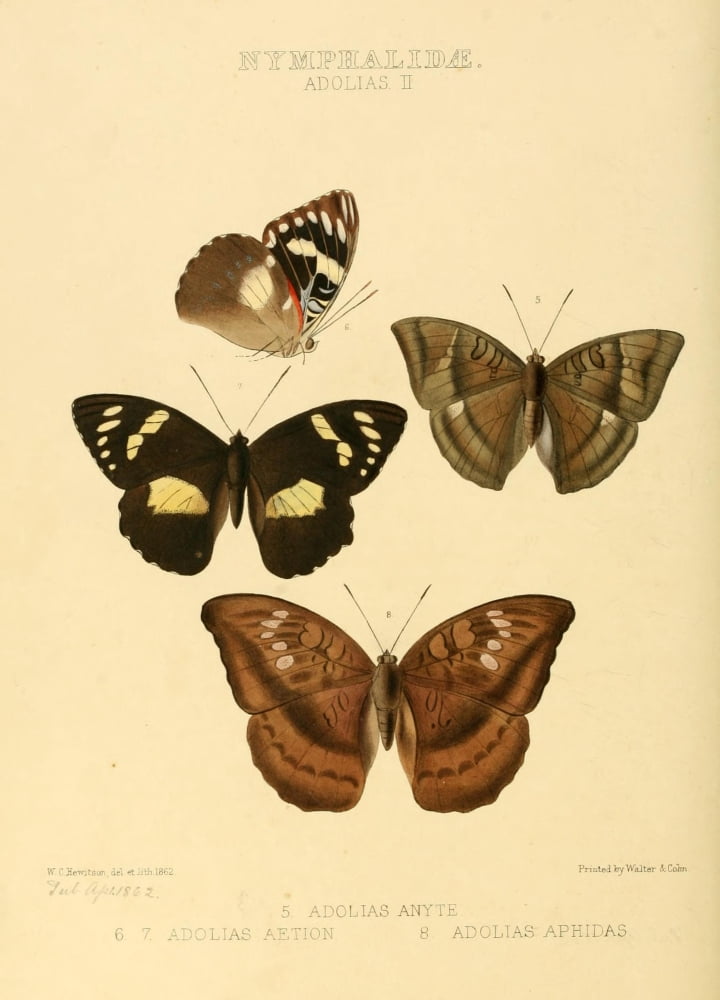Exotic Butterflies 1866 Adolias 2 Canvas Art - W Chapman Hewitson (18 x 24)