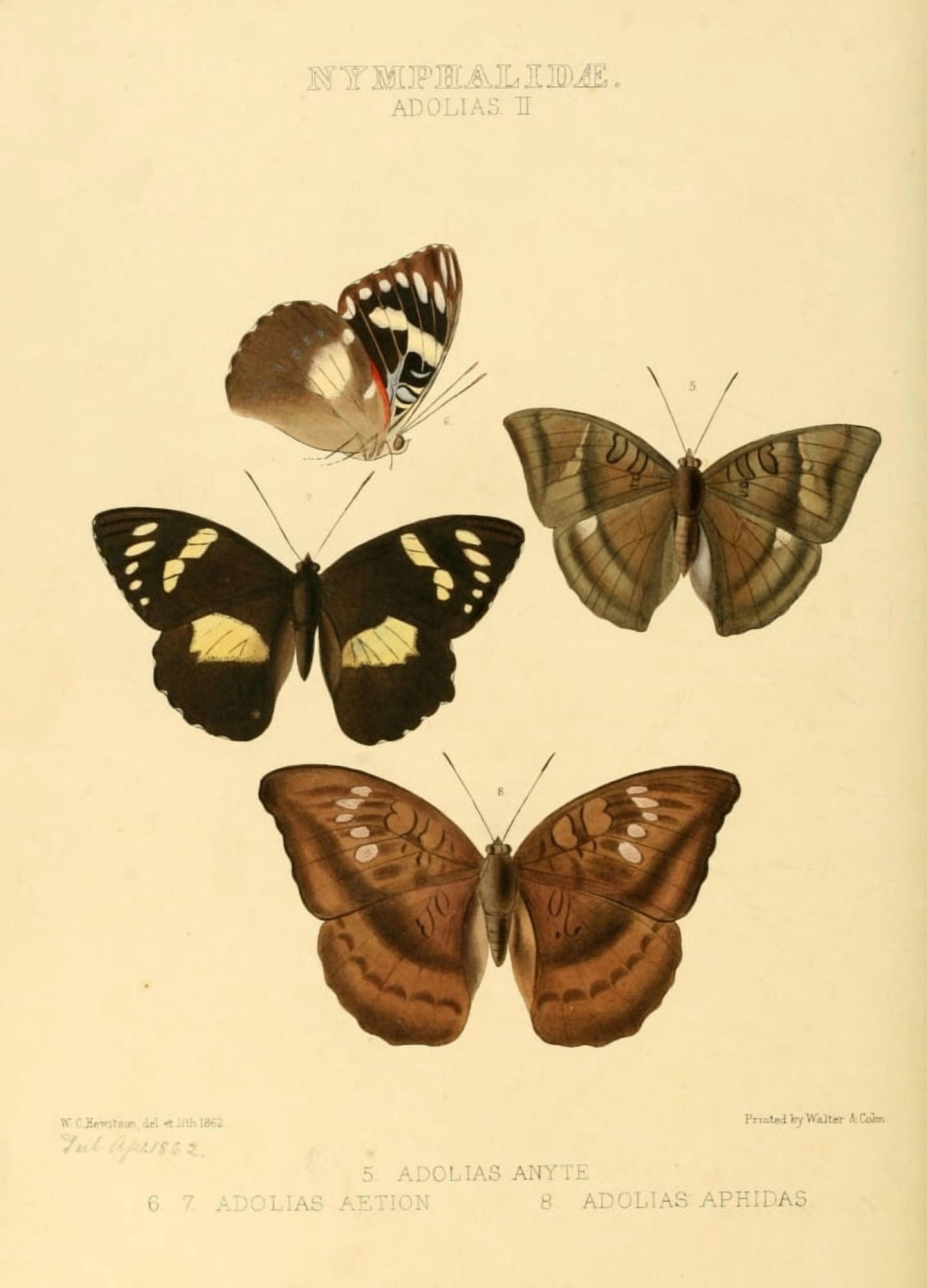 Exotic Butterflies 1866 Adolias 2 Canvas Art - W Chapman Hewitson (24 x 36)