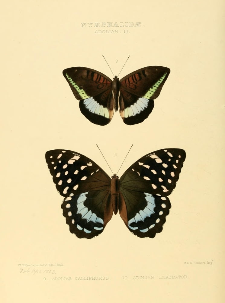 Exotic Butterflies 1866 Adolias 3 Canvas Art - W Chapman Hewitson (24 x 36)