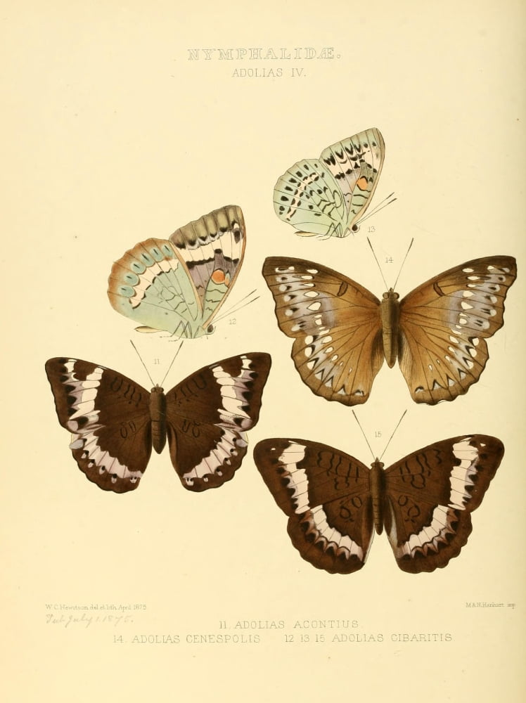 Exotic Butterflies 1866 Adolias 4 Canvas Art - W Chapman Hewitson (24 x 36)