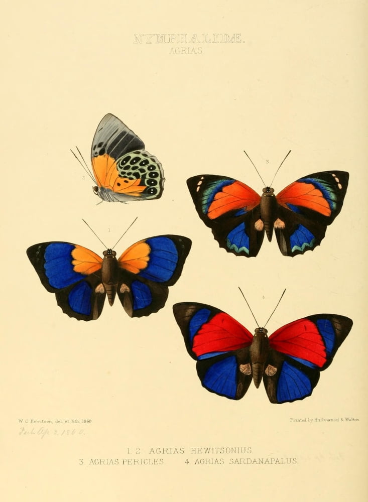 Exotic Butterflies 1866 Agrias Canvas Art - W Chapman Hewitson (18 x 24)