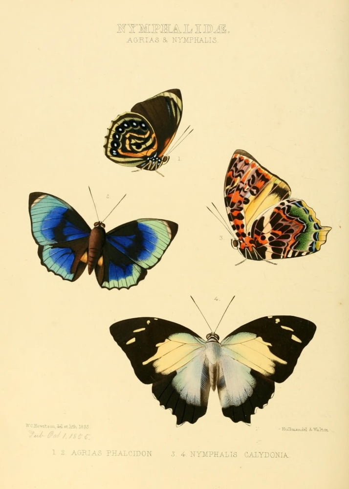 Exotic Butterflies 1866 Agrias & Nymphalis Canvas Art - W Chapman Hewitson (18 x 24)